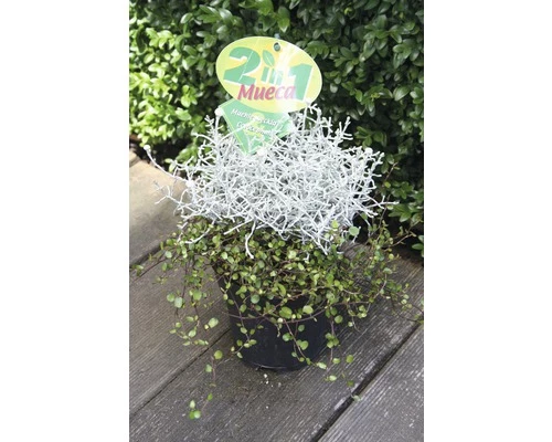 Drahtstrauch FloraSelf Muehlenbeckia Axillaris, Calocephalus Brownii Ø 11 Cm Topf 4 Drahtstrauch FloraSelf Muehlenbeckia Axillaris, Calocephalus Brownii Ø 11 Cm Topf – Bild 2