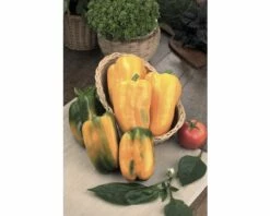 Paprika 'Maribell' FloraSelf 12er Topf