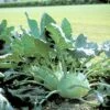 Kohlrabi 'Superschmelz' FloraSelf Schale Mit 6 Pflanzen -FloraSelf Geschäft DV 8 7841920 01 4c DE 20160318100719
