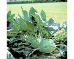 Kohlrabi 'Superschmelz' FloraSelf Schale Mit 6 Pflanzen