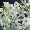 Waldrebe FloraSelf Clematis 'Joe' 53-70 Cm -FloraSelf Geschäft DV 8 7879687 01 4c DE 20210329084700