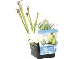 Teichpflanzen Set Für Miniteich FloraSelf Inkl. Treibring -FloraSelf Geschäft DV 8 7921326 06 4c DE 20210716071651