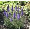Ehrenpreis FloraSelf Veronica Spicata Co 3 L
