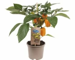 Snack-Paprika Gelb FloraSelf FloraSelf Capsicum Annuum Ø 14 Cm Topf