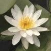 Seerose FloraSelf Nymphaea Marliacea 'Alba' Ø 18 Cm Topf -FloraSelf Geschäft DV 8 7967566 02 4c DE 20150828104917