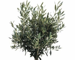 Olivenbaum FloraSelf Olea Europaea H 20-40 Cm Ø 25 Cm Topf -FloraSelf Geschäft DV 8 8048359 02 4c RO 20210610094755
