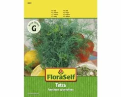 Dill 'Tetra' FloraSelf Samenfestes Saatgut Kräutersamen
