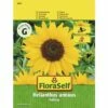 Sonnenblume 'Holiday' FloraSelf Samenfestes Saatgut Blumensamen -FloraSelf Geschäft DV 8 8074211 02 4c AT 20190411093338