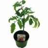 BIO Tomate 'San Marzano' FloraSelf Ø 9 Cm Topf -FloraSelf Geschäft DV 8 8084199 01 4c DE 20190417211658