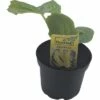 BIO Zucchini Gelb FloraSelf Bio Cucurbita Pepo 'Ferati' Ø 10,5 Cm Topf 1 BIO Zucchini Gelb FloraSelf Bio Cucurbita Pepo 'Ferati' Ø 10,5 Cm Topf -FloraSelf Geschäft DV 8 8084209 01 4c DE 20190628051651
