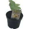 BIO Honigmelone FloraSelf Bio Cucumis Melo 'Petit Gris De Rennes' Ø 10,5 Cm Topf -FloraSelf Geschäft DV 8 8084812 01 4c DE 20190628061658