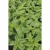 Basilikum FloraSelf Ocimum Basilicum 'Gekom' Ø 12 Cm Topf -FloraSelf Geschäft DV 8 8104256 01 4c DE 20160318102540