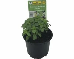 Basilikum FloraSelf Ocimum Basilicum 'Gekom' Ø 12 Cm Topf -FloraSelf Geschäft DV 8 8104256 03 4c DE 20190515061247