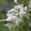 Zierliche Deutzie FloraSelf Deutzia Gracilis H 40-50 Cm Co 4 L -FloraSelf Geschäft DV 8 8109641 01 4c DE 20150519122212