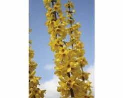 Goldglöckchen, Forsythie FloraSelf Forsythia Intermedia 'Goldrausch' H 50-60 Cm Co 4 L -FloraSelf Geschäft DV 8 8109646 03 4c DE 20150519143000