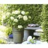 Ballhortensie Endless Summer FloraSelf Hydrangea Macrophylla 'The Bride' H 50-60 Cm Co 5 L -FloraSelf Geschäft DV 8 8109652 01 4c DE 20150519125935