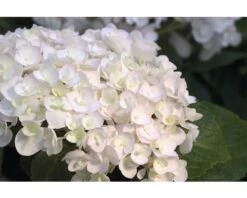 Ballhortensie Endless Summer FloraSelf Hydrangea Macrophylla 'The Bride' H 50-60 Cm Co 5 L -FloraSelf Geschäft DV 8 8109652 03 4c NL 20200507051659