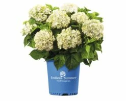 Ballhortensie Endless Summer FloraSelf Hydrangea Macrophylla 'The Bride' H 50-60 Cm Co 5 L -FloraSelf Geschäft DV 8 8109652 04 4c NL 20200507051659