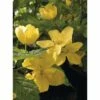 Ranunkelstrauch FloraSelf Kerria Japonica "Golden Guinea" H 60-80 Cm Co 4,5 L -FloraSelf Geschäft DV 8 8109665 02 4c DE 20200309161656