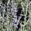 Silberbusch, Blauraute FloraSelf Perovskia Atriplicifolia 'Little Spire' H 30-40 Cm Co 4 L -FloraSelf Geschäft DV 8 8109670 01 4c DE 20150519125400