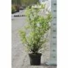 Gartenjasmin, Pfeifenstrauch FloraSelf Philadelphus 'Minnesota Snowflake' H 60-80 Cm Co 4 L -FloraSelf Geschäft DV 8 8109671 01 4c DE 20150519125418