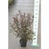 Rotblättrige Fasanenspiere, Blasenspiere FloraSelf Physocarpus Opulifolius 'Diabolo'® H 60-80 Cm Co 4 L -FloraSelf Geschäft DV 8 8109675 05 4c DE 20150519134445