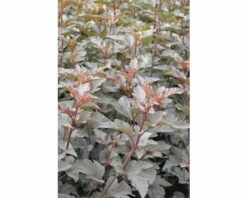Rotblättrige Fasanenspiere, Blasenspiere FloraSelf Physocarpus Opulifolius 'Diabolo'® H 60-80 Cm Co 4 L -FloraSelf Geschäft DV 8 8109675 06 4c DE 20150519161304