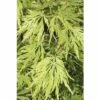 Grüner Schlitzahorn FloraSelf Acer Palmatum 'Dissectum Viridis' H 100-125 Cm Co 15 L -FloraSelf Geschäft DV 8 8109694 01 4c DE 20191019211656