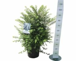 Spierstrauch FloraSelf Spiraea Nipponica 'Snowmound' H 100-125 Cm Co 15 L -FloraSelf Geschäft DV 8 8109704 01 4c DE 20191021061655