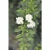 Spierstrauch FloraSelf Spiraea Nipponica 'Snowmound' H 100-125 Cm Co 15 L -FloraSelf Geschäft DV 8 8109704 02 4c DE 20191019211655