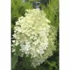 Rispenhortensie FloraSelf Hydrangea Paniculata 'Phantom' H 100-125 Cm Co 15 L -FloraSelf Geschäft DV 8 8109740 01 4c DE 20171213114755