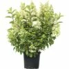 Rispenhortensie FloraSelf Hydrangea Paniculata 'Pinky Winky' H 80-100 Cm Co 15 L -FloraSelf Geschäft DV 8 8109742 03 4c DE 20200314214700