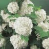 Gefüllter Schneeball, Echter Schneeball FloraSelf Viburnum Opulus 'Roseum' H 100-125 Cm Co 15 L -FloraSelf Geschäft DV 8 8109750 01 4c DE 20150519160002
