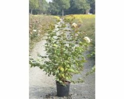 Gefüllter Schneeball, Echter Schneeball FloraSelf Viburnum Opulus 'Roseum' H 100-125 Cm Co 15 L -FloraSelf Geschäft DV 8 8109750 02 4c DE 20150519160048