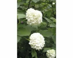 Gefüllter Schneeball, Echter Schneeball FloraSelf Viburnum Opulus 'Roseum' H 100-125 Cm Co 15 L -FloraSelf Geschäft DV 8 8109750 03 4c DE 20150519160105