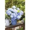 Ballhortensie Endless Summer FloraSelf Hydrangea Macrophylla H 50-60 Cm Co 5 L Blau -FloraSelf Geschäft DV 8 8109775 01 4c DE 20150519172446