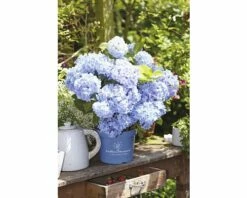 Ballhortensie Endless Summer FloraSelf Hydrangea Macrophylla H 50-60 Cm Co 5 L Blau