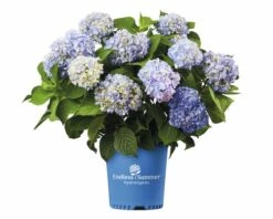 Ballhortensie Endless Summer FloraSelf Hydrangea Macrophylla H 50-60 Cm Co 5 L Blau -FloraSelf Geschäft DV 8 8109775 03 4c NL 20200507051659