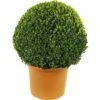 Buchsbaum-Kugel FloraSelf Buxus Sempervirens Durchmesser Ca. 60 Cm Co 30 L -FloraSelf Geschäft DV 8 8117251 02 4c DE 20160213185833