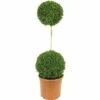 Buchsbaum-Stämmchen FloraSelf Buxus Sempervirens H 110-120 Cm Co 12 L -FloraSelf Geschäft DV 8 8117254 01 4c DE 20160213185758