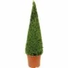 Buchsbaum-Pyramide FloraSelf Buxus Sempervirens H 90-105 Cm Co 12 L -FloraSelf Geschäft DV 8 8117257 01 4c DE 20160213190945