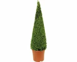 Buchsbaum-Pyramide FloraSelf Buxus Sempervirens H 90-105 Cm Co 12 L