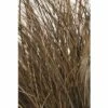 Bräunliche Segge FloraSelf Carex Comans 'Frosted Curls' H 10-30 Cm Co 3 L -FloraSelf Geschäft DV 8 8138856 01 4c DE 20210112161752 1