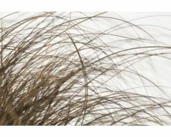 Bräunliche Segge FloraSelf Carex Comans 'Frosted Curls' H 10-30 Cm T 14 Cm -FloraSelf Geschäft DV 8 8138856 02 4c DE 20210112161752