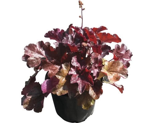 Rotblättriges Silberglöckchen FloraSelf Heuchera Micrantha 'Palace Purple' H 20-40 Cm Co 3 L 3 Rotblättriges Silberglöckchen FloraSelf Heuchera Micrantha 'Palace Purple' H 20-40 Cm Co 3 L