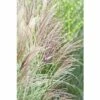 Chinaschilf FloraSelf Miscanthus Sinensis 'Silberfeder' H 5-50 Cm Co 0,5 L (6 Stk.) -FloraSelf Geschäft DV 8 8138872 02 4c DE 20220801164651 1
