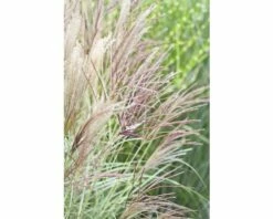 Chinaschilf FloraSelf Miscanthus Sinensis 'Silberfeder' H 5-50 Cm Co 0,5 L (6 Stk.)