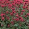Goldmelisse FloraSelf Monarda Didyma H 10-30 Cm Co 3 L 1 Goldmelisse FloraSelf Monarda Didyma H 10-30 Cm Co 3 L -FloraSelf Geschäft DV 8 8138877 01 4c DE 20200710084754