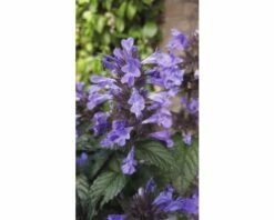 Katzenminze FloraSelf Nepeta Faassenii Co 3 L -FloraSelf Geschäft DV 8 8138878 02 4c DE 20180305171549