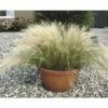 Zartes Federgras FloraSelf Stipa Tenuifolia 'Pony Tails' H 10-30 Cm T 14 Cm